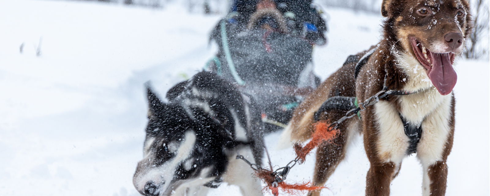 Dogsledding